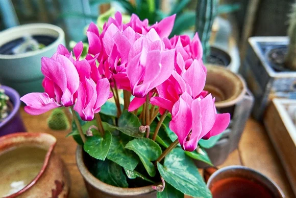 Topfpflanze mit pinken Blüten